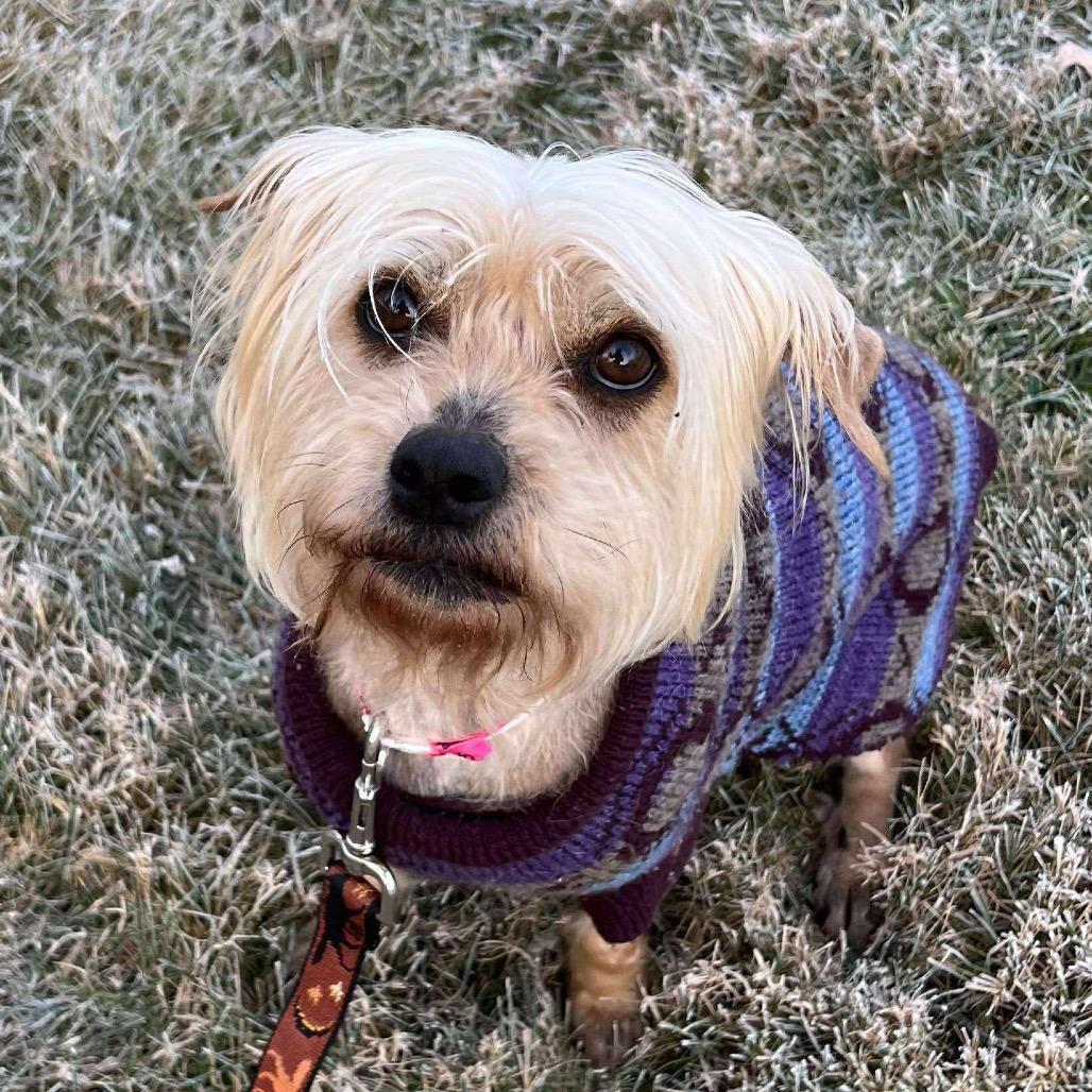 Lena, a Adoptable mixed breed in Griswold, CT image 2/6