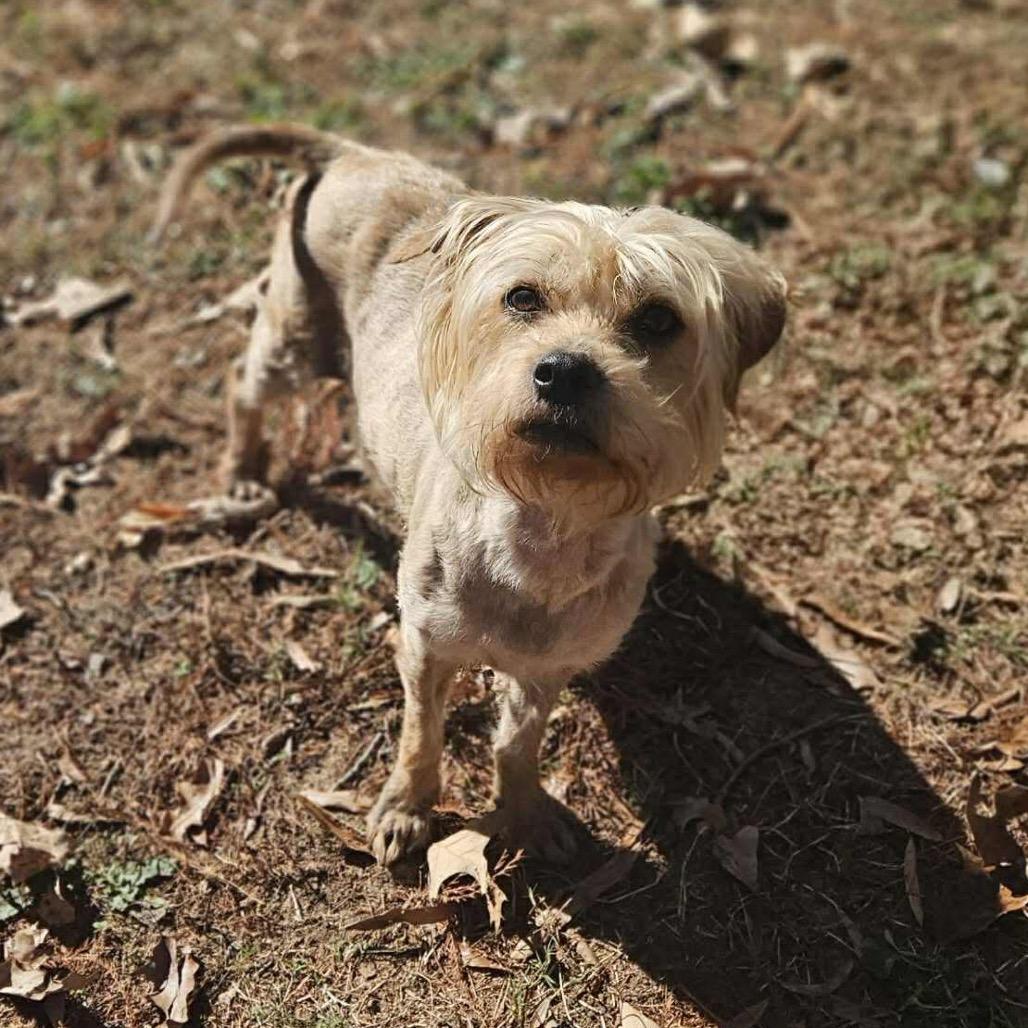 Lena, a Adoptable mixed breed in Griswold, CT image 3/6