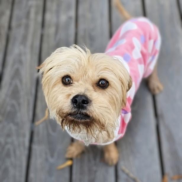 Lena, a Adoptable mixed breed in Griswold, CT image 4/6