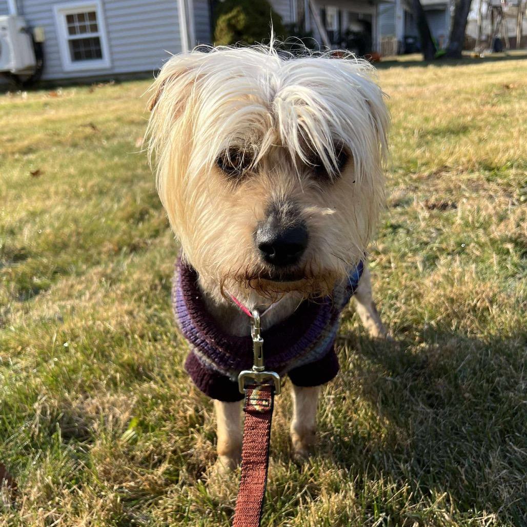 Lena, a Adoptable mixed breed in Griswold, CT image 5/6