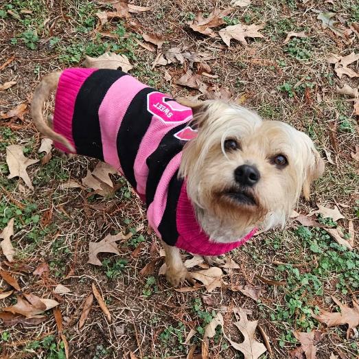 Lena, a Adoptable mixed breed in Griswold, CT image 6/6