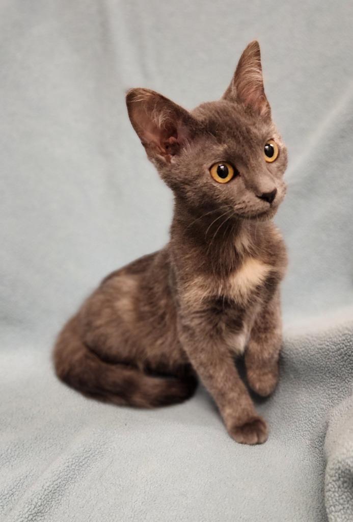 Wren, Adoptable, Kitten Female Domestic Short Hair.