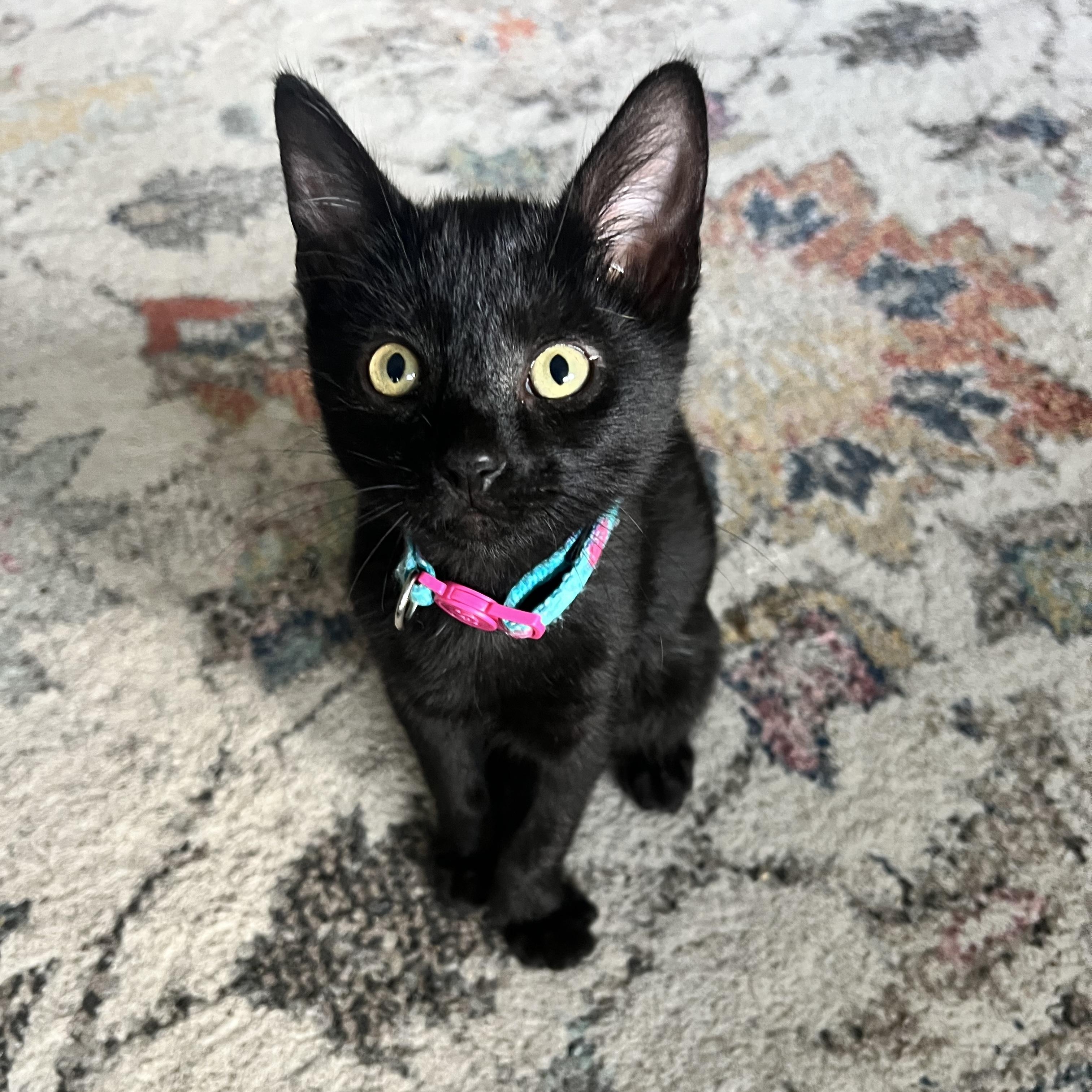 Rice Krispie, an adopted Domestic Short Hair in Bryan, TX image 3/6