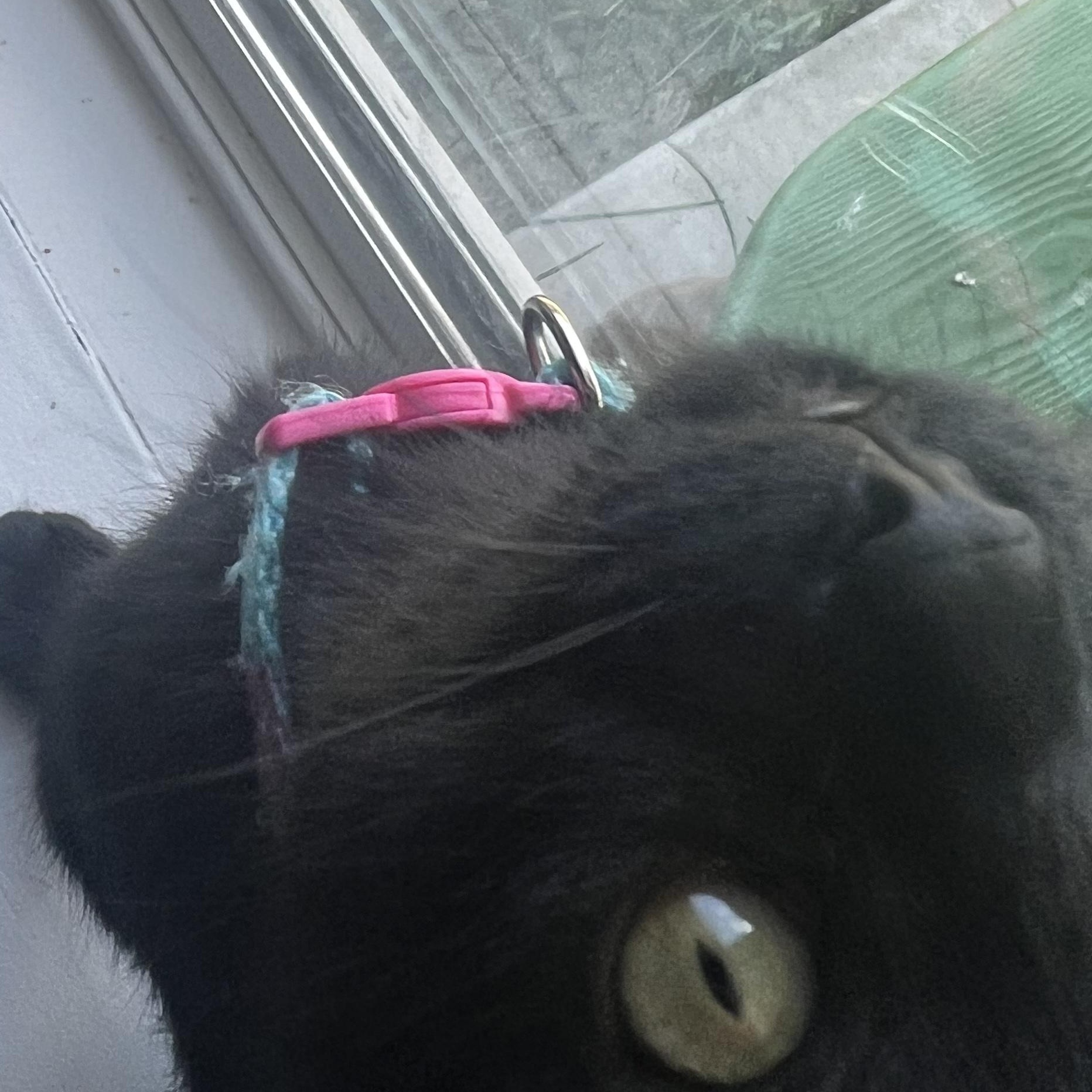 Rice Krispie, an adopted Domestic Short Hair in Bryan, TX image 2/6