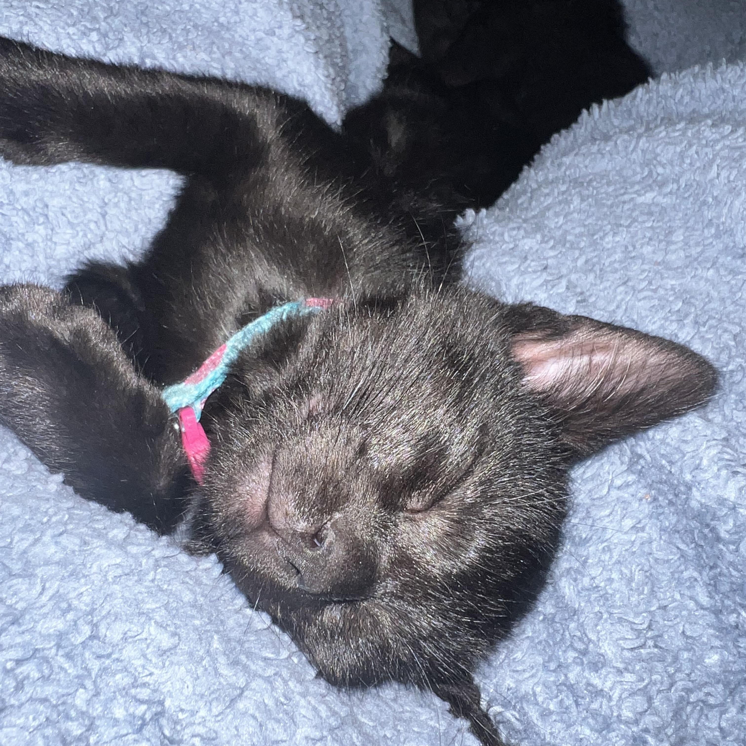 Rice Krispie, an adopted Domestic Short Hair in Bryan, TX image 4/6