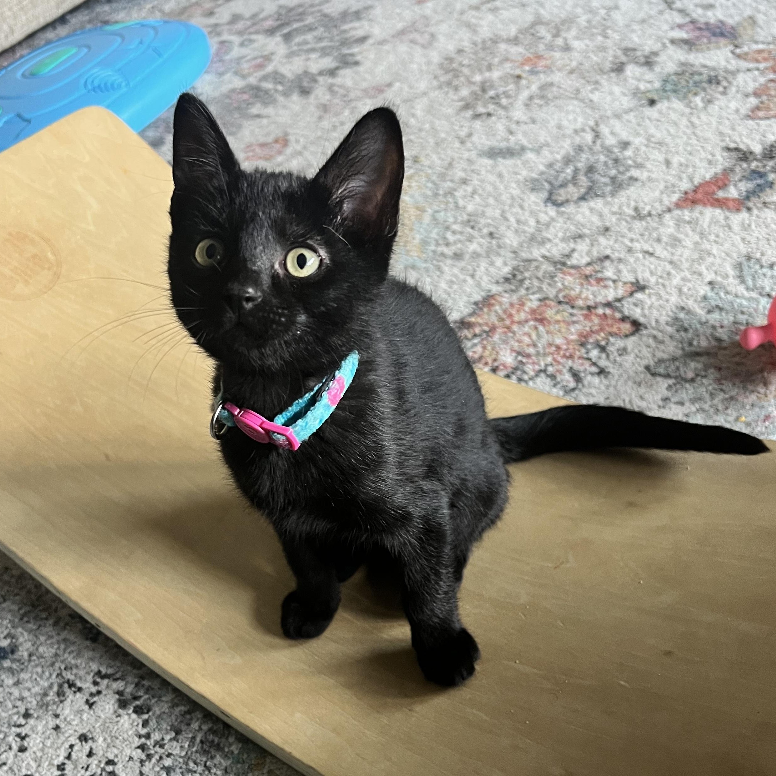 Rice Krispie, an adopted Domestic Short Hair in Bryan, TX image 6/6