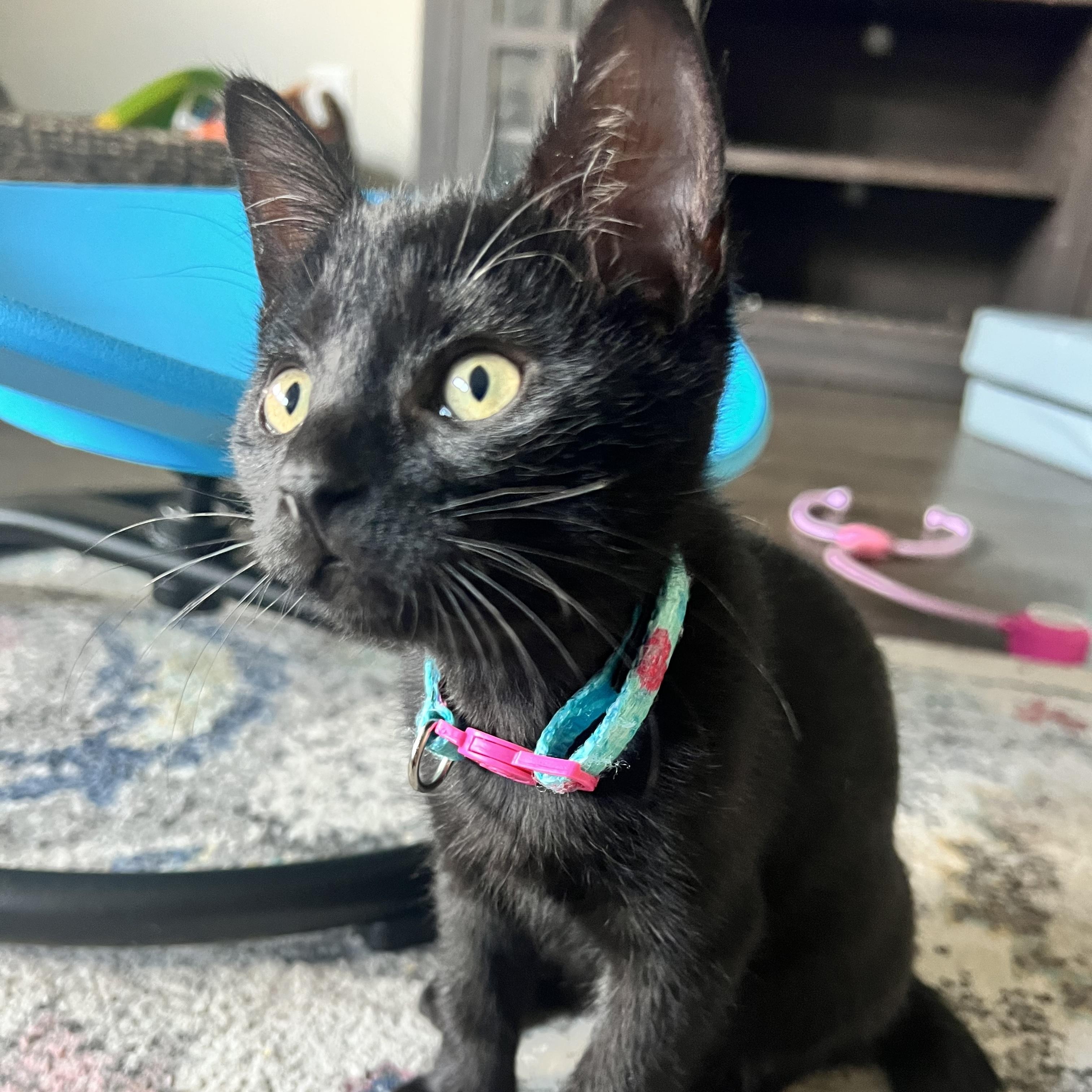 Rice Krispie, an adopted Domestic Short Hair in Bryan, TX image 5/6