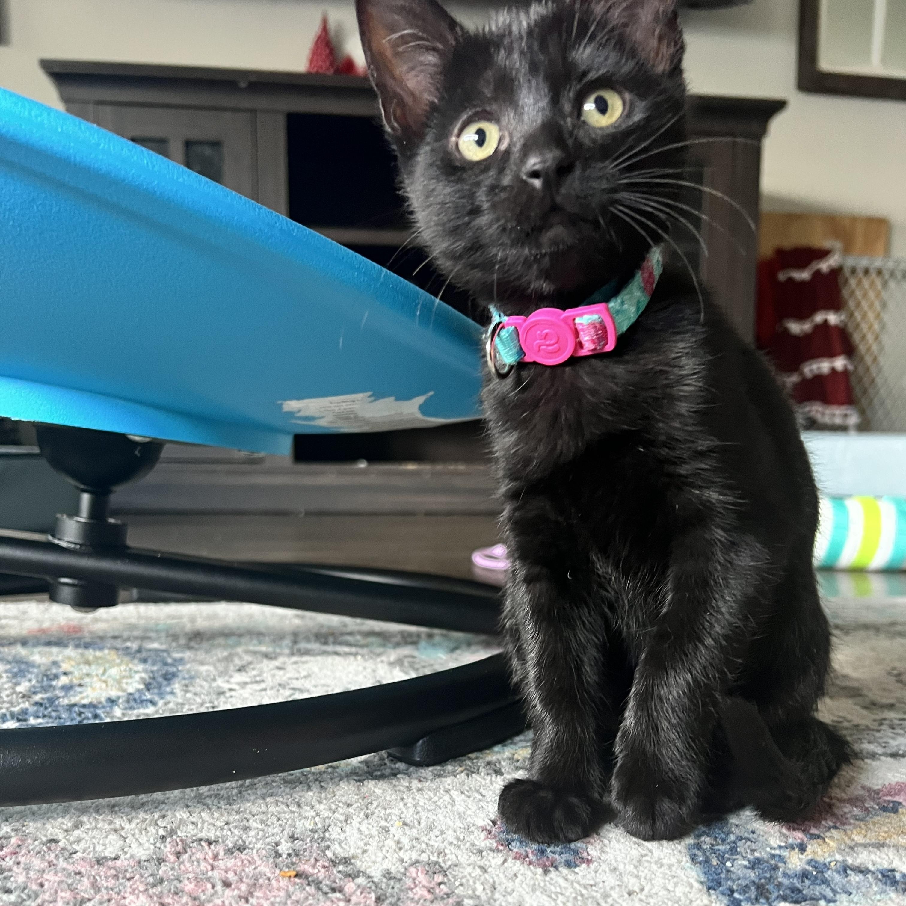 Rice Krispie, adopted, Kitten Female Domestic Short Hair.