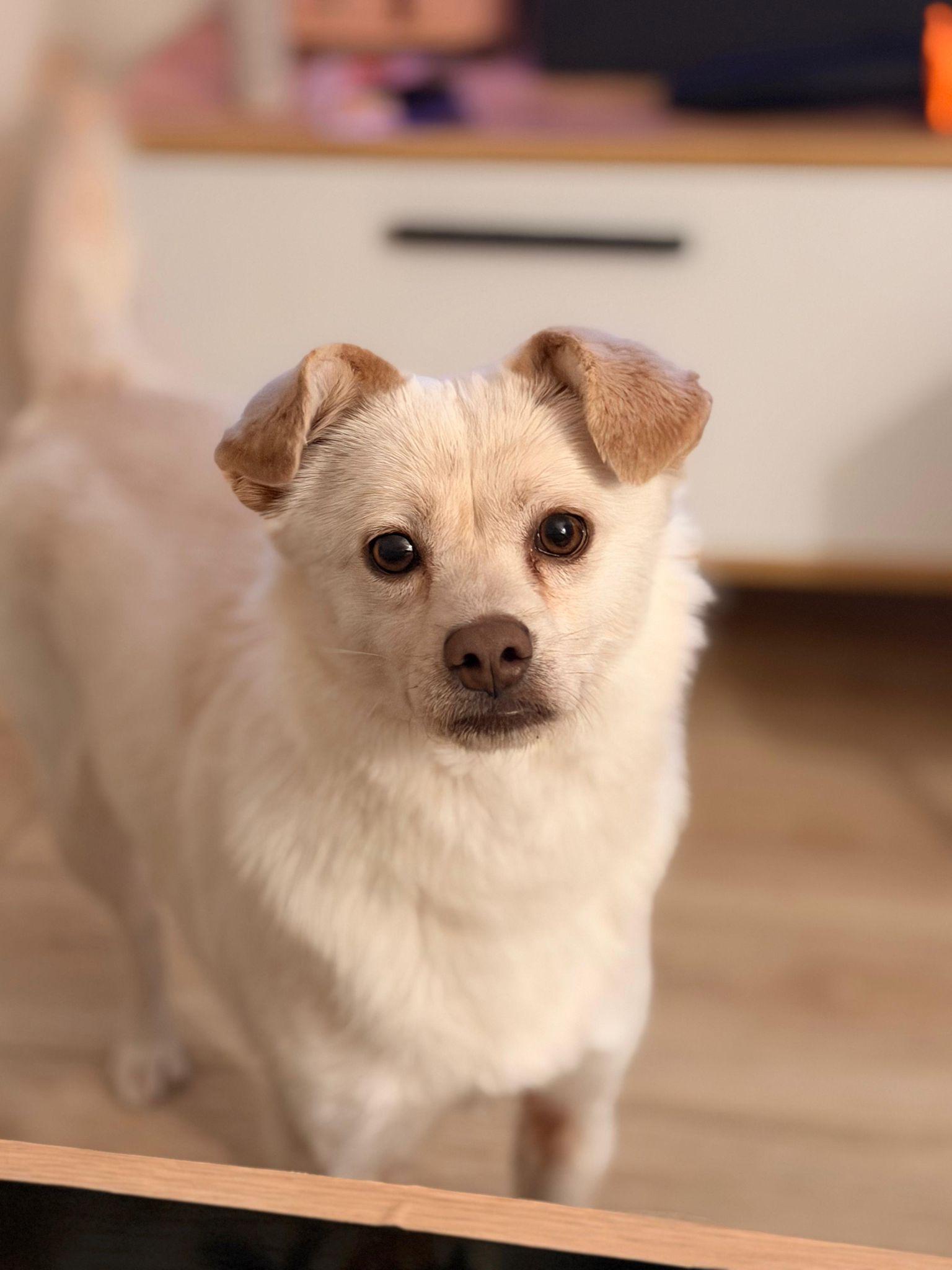 Enlarge Nomi, an adopted Mixed Breed in Markham, ON image 2/6