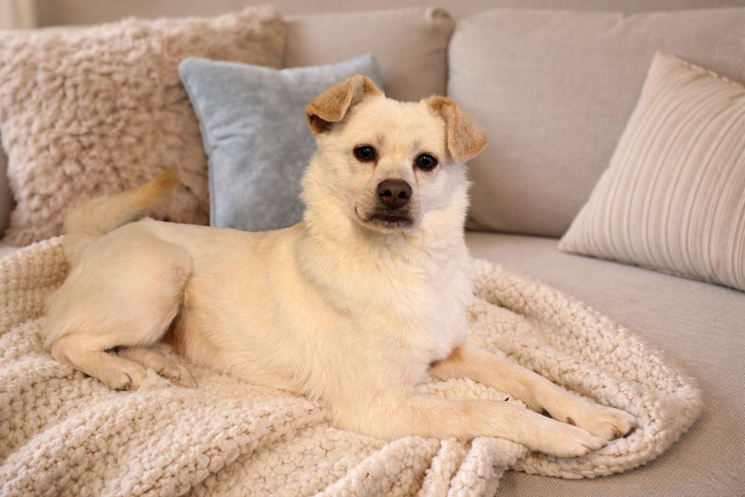 Enlarge Nomi, a ADOPTABLE Mixed Breed in Markham, ON image 1/6