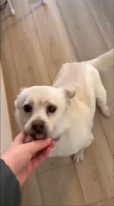 Enlarge Nomi, an adopted Mixed Breed in Markham, ON video 6/6