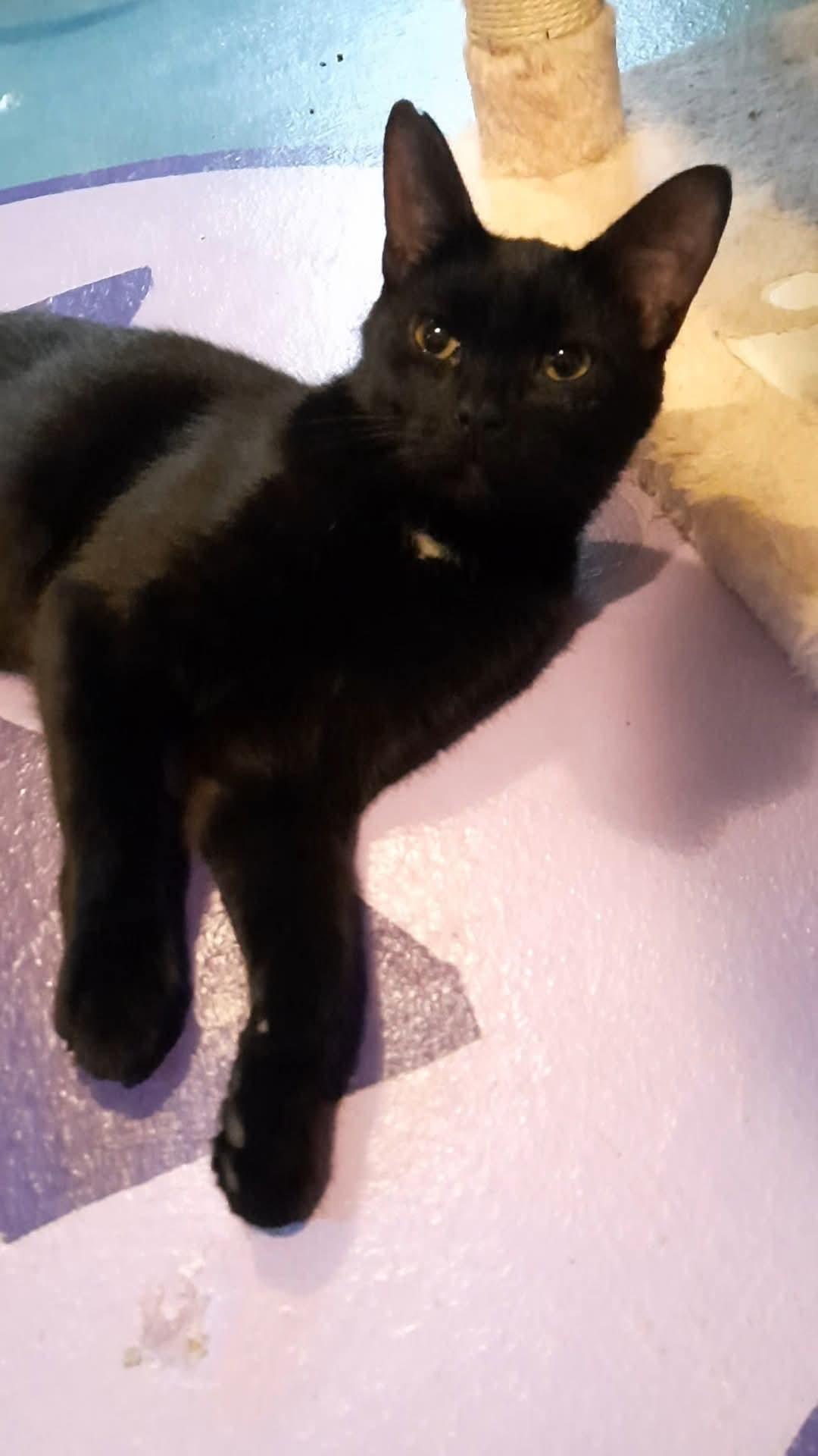 Enlarge UNO, a Adopted American Shorthair in Eagle Bridge, NY image 1/1