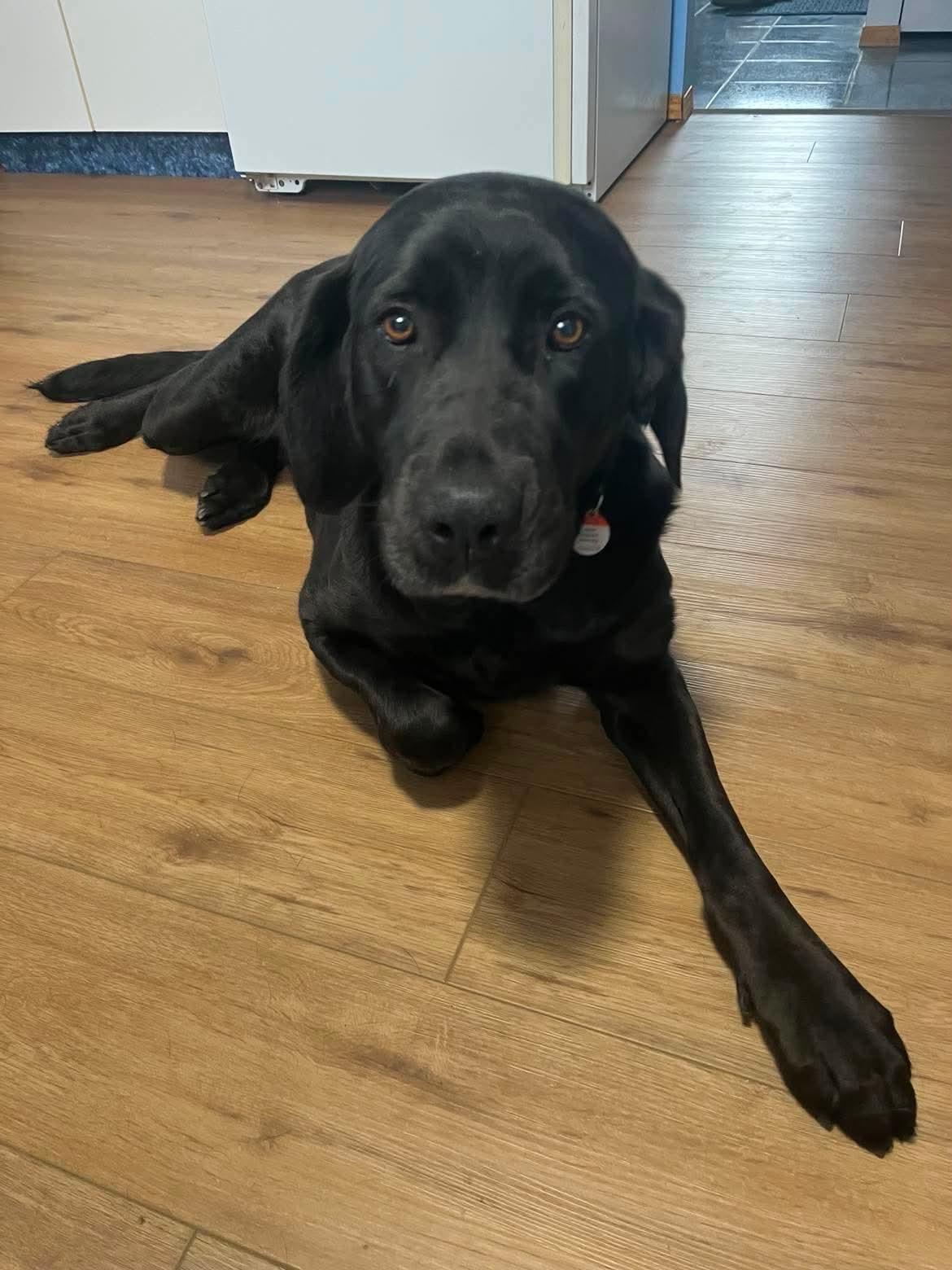 Madi, an adopted mixed breed in Winnipeg, MB image 1/5