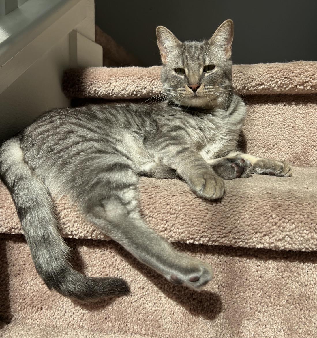 Enlarge Hugsy , an adoptable Tabby in Murrieta, CA image 2/5