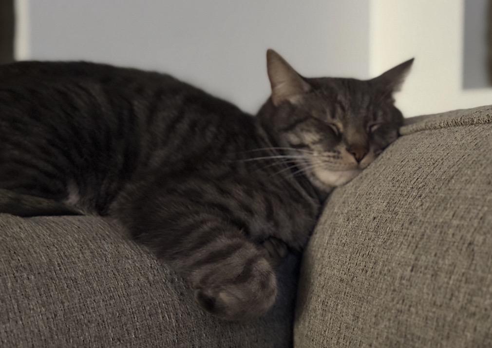 Enlarge Hugsy , an adoptable Tabby in Murrieta, CA image 3/5