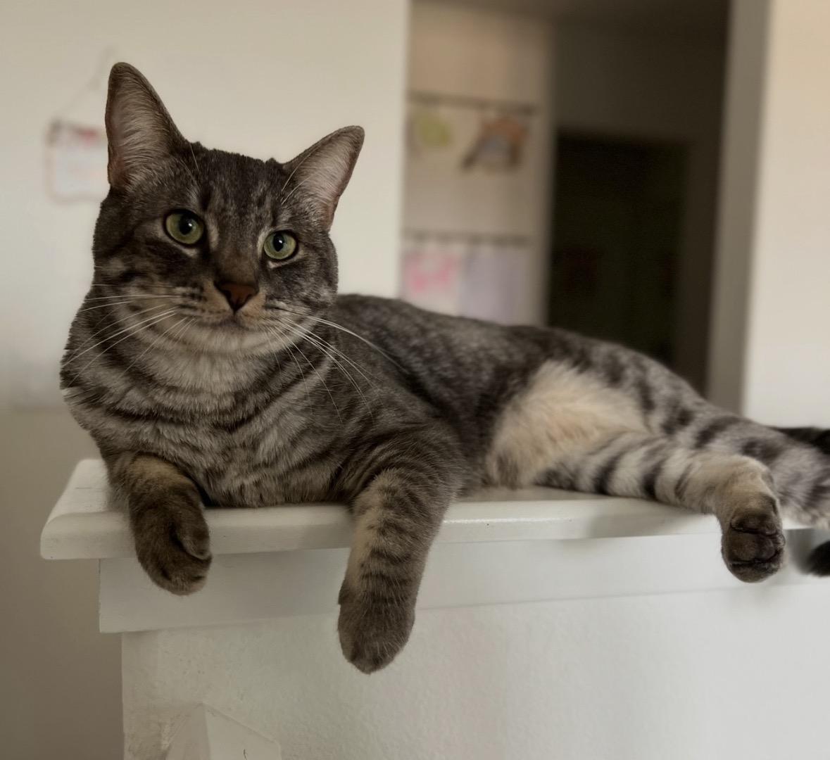 Hugsy , adoptable, Adult Male Tabby.