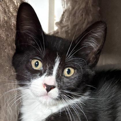 Enlarge Flurry Morse, adopt with Zephyr, a Adoptable mixed breed in Hudson, MA image 1/3