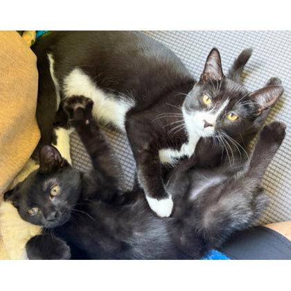 Enlarge Flurry Morse, adopt with Zephyr, a Adoptable mixed breed in Hudson, MA image 2/3