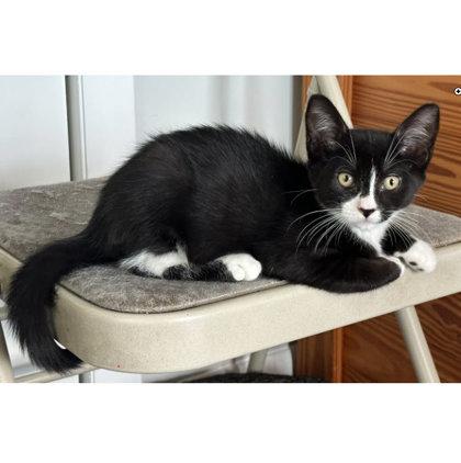 Enlarge Flurry Morse, adopt with Zephyr, a Adoptable mixed breed in Hudson, MA image 3/3