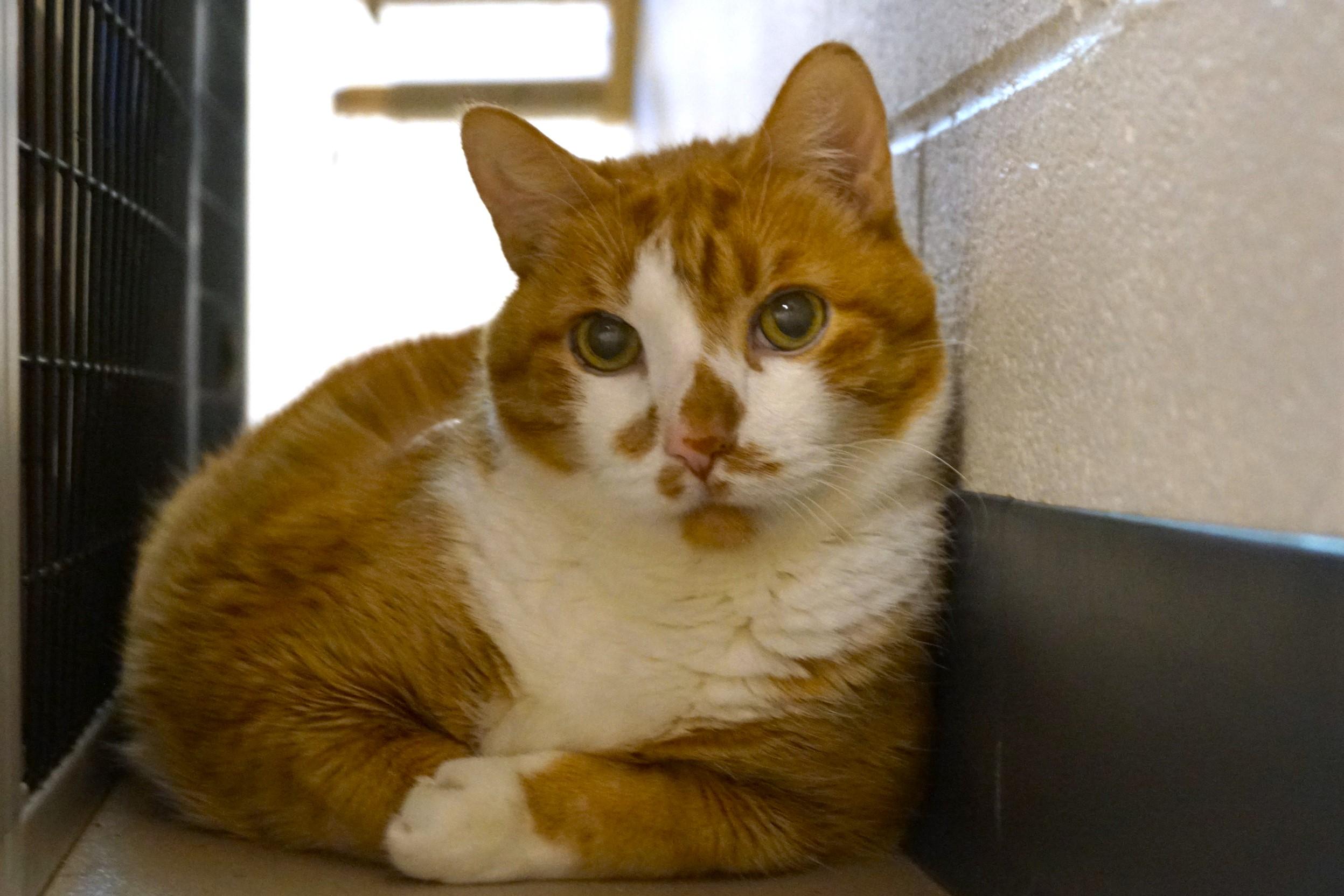 Willie~ Diabetic and bonded with George!