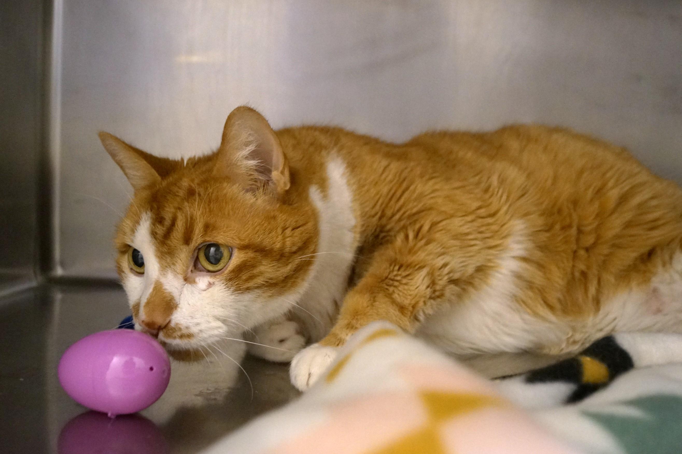 Willie-Newly Diabetic! photo 3
