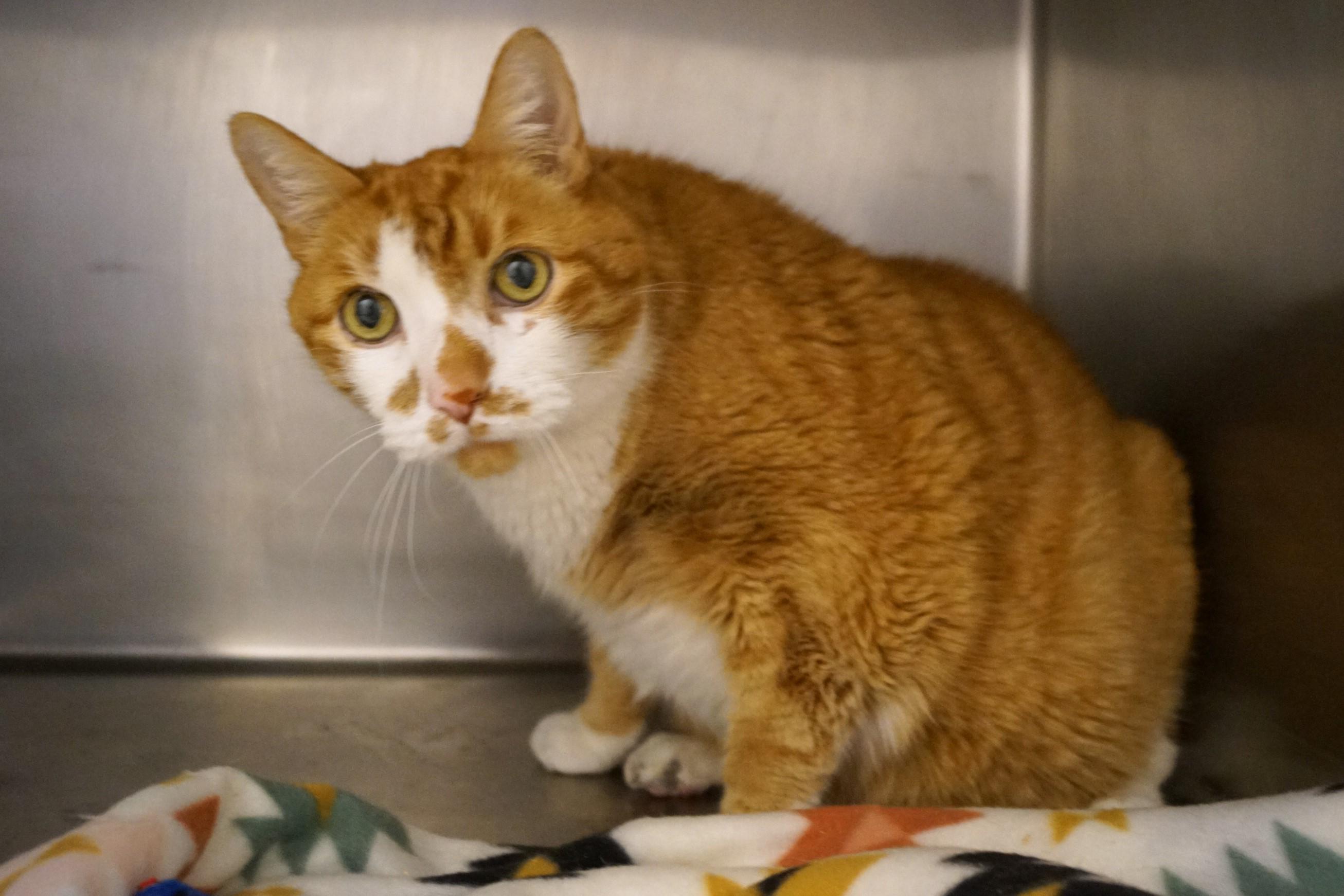 Willie-Newly Diabetic! photo 4