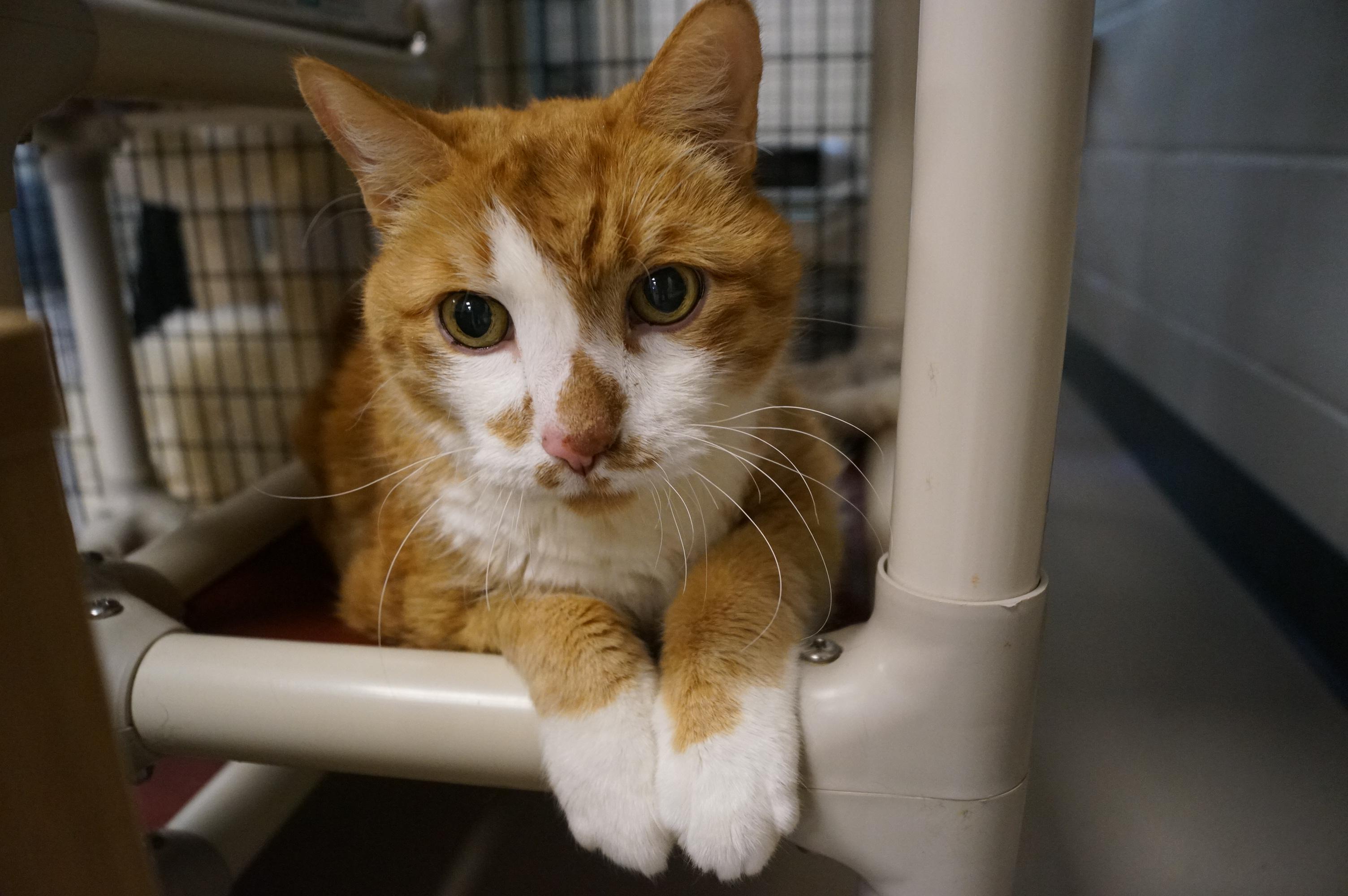 Willie~ Diabetic and bonded with George!