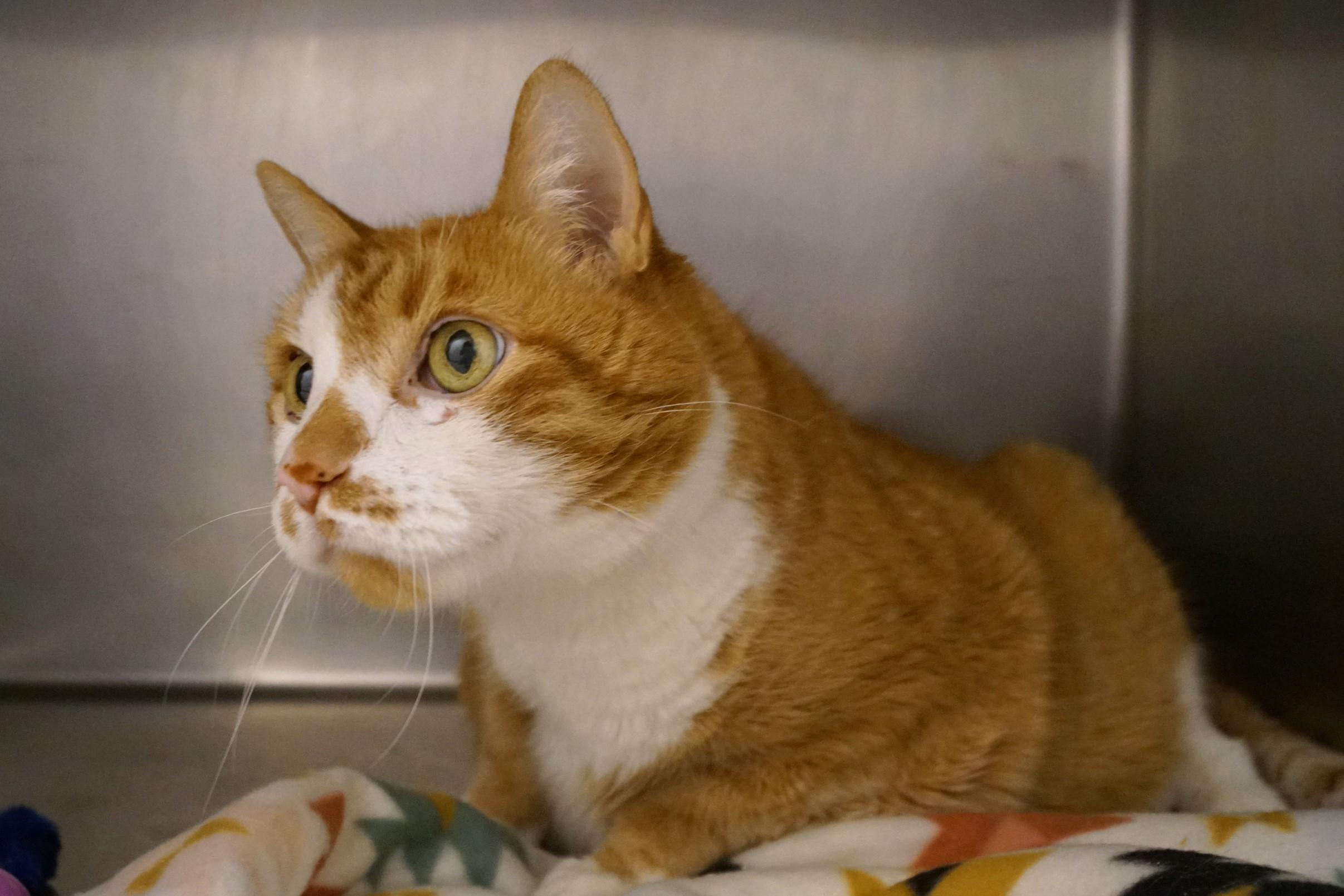 Willie-Newly Diabetic! photo 2
