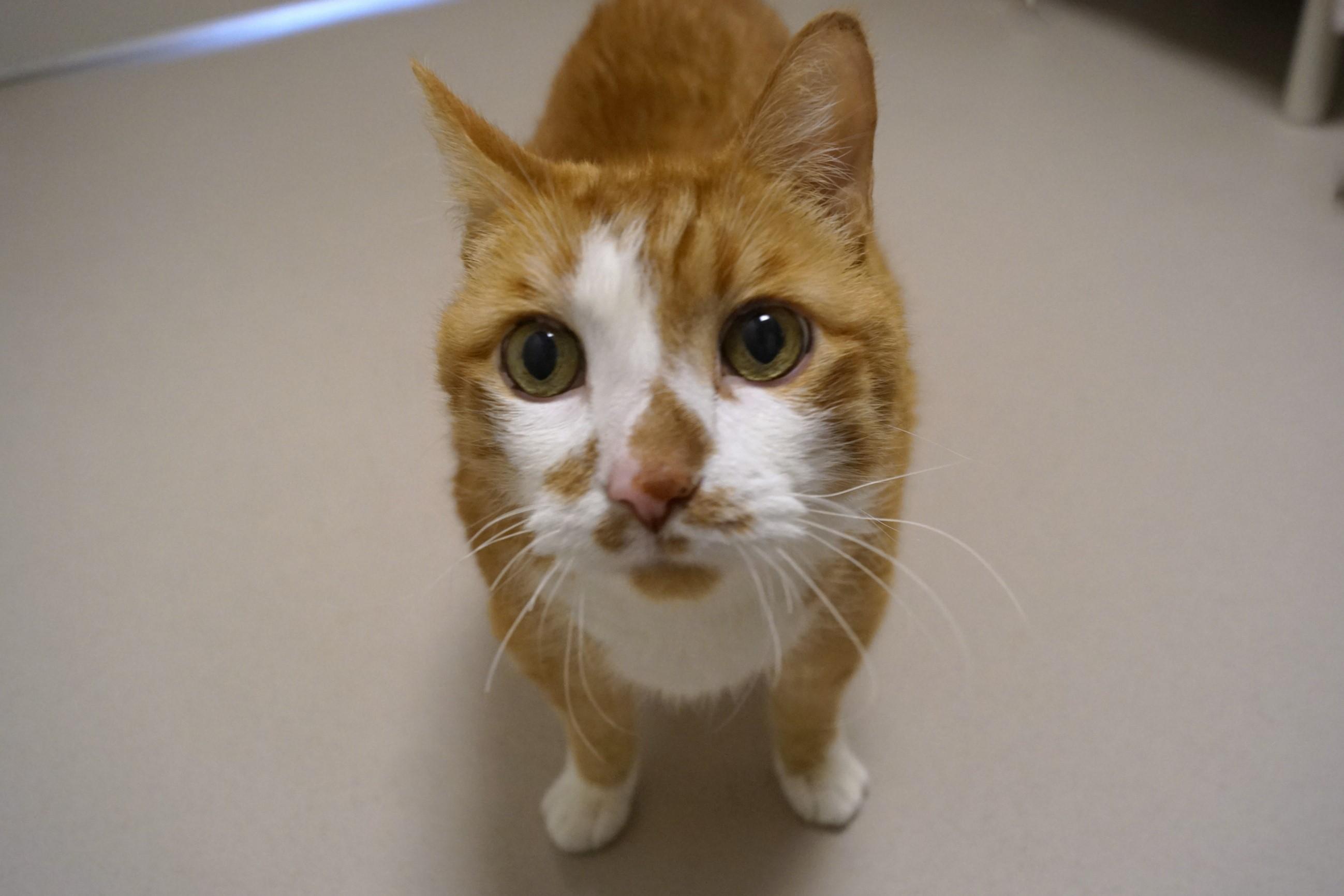 Willie~ Diabetic and bonded with George!