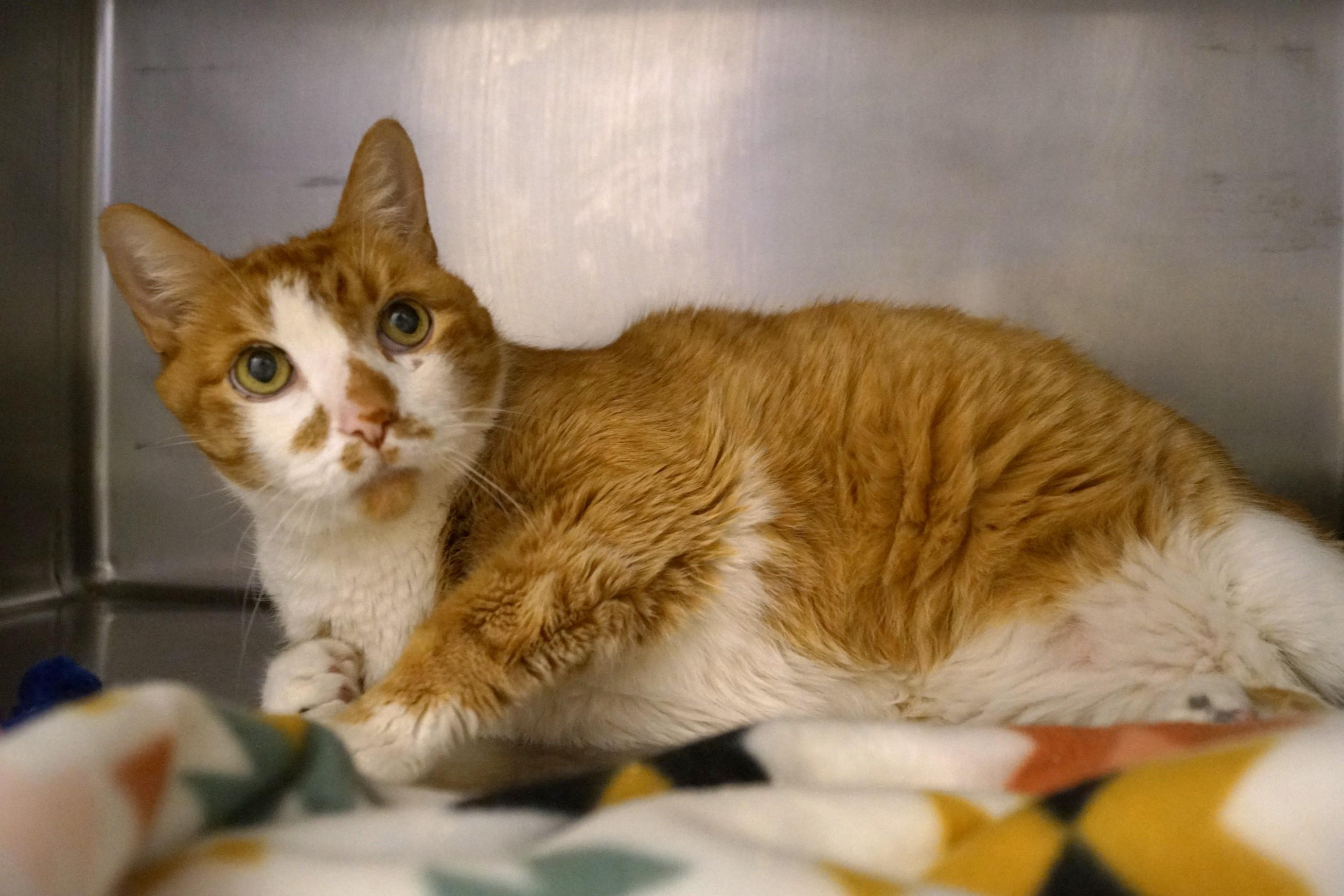 Willie-Newly Diabetic!, Senior Male unknown