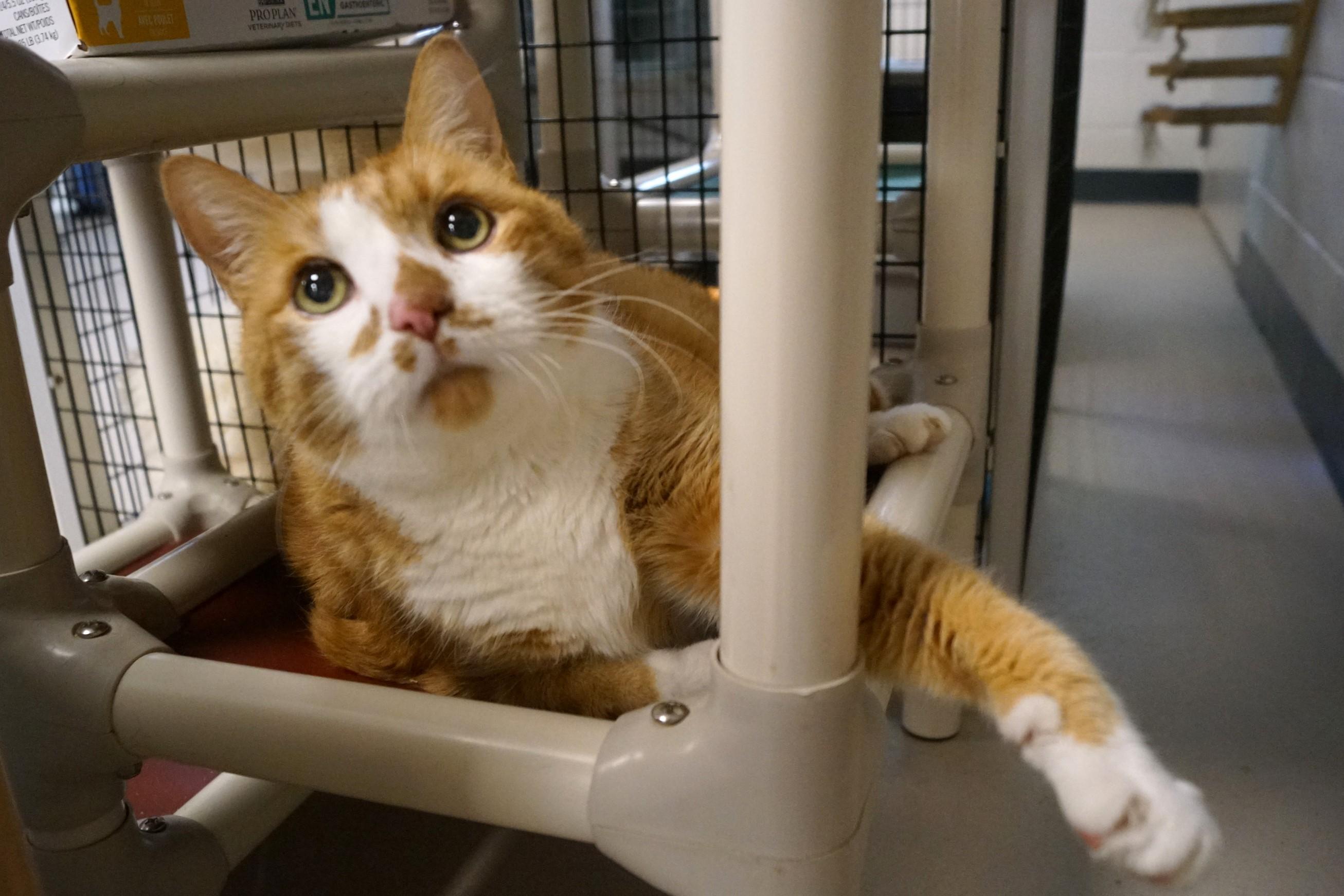 Willie~ Diabetic and bonded with George!