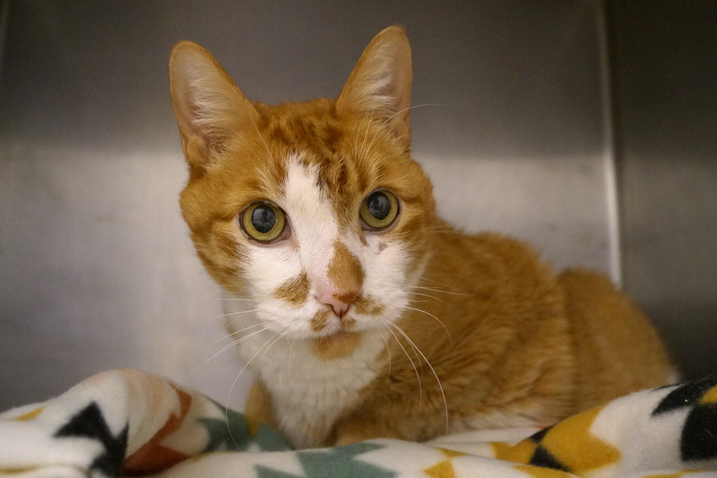 Willie-Newly Diabetic! photo 5