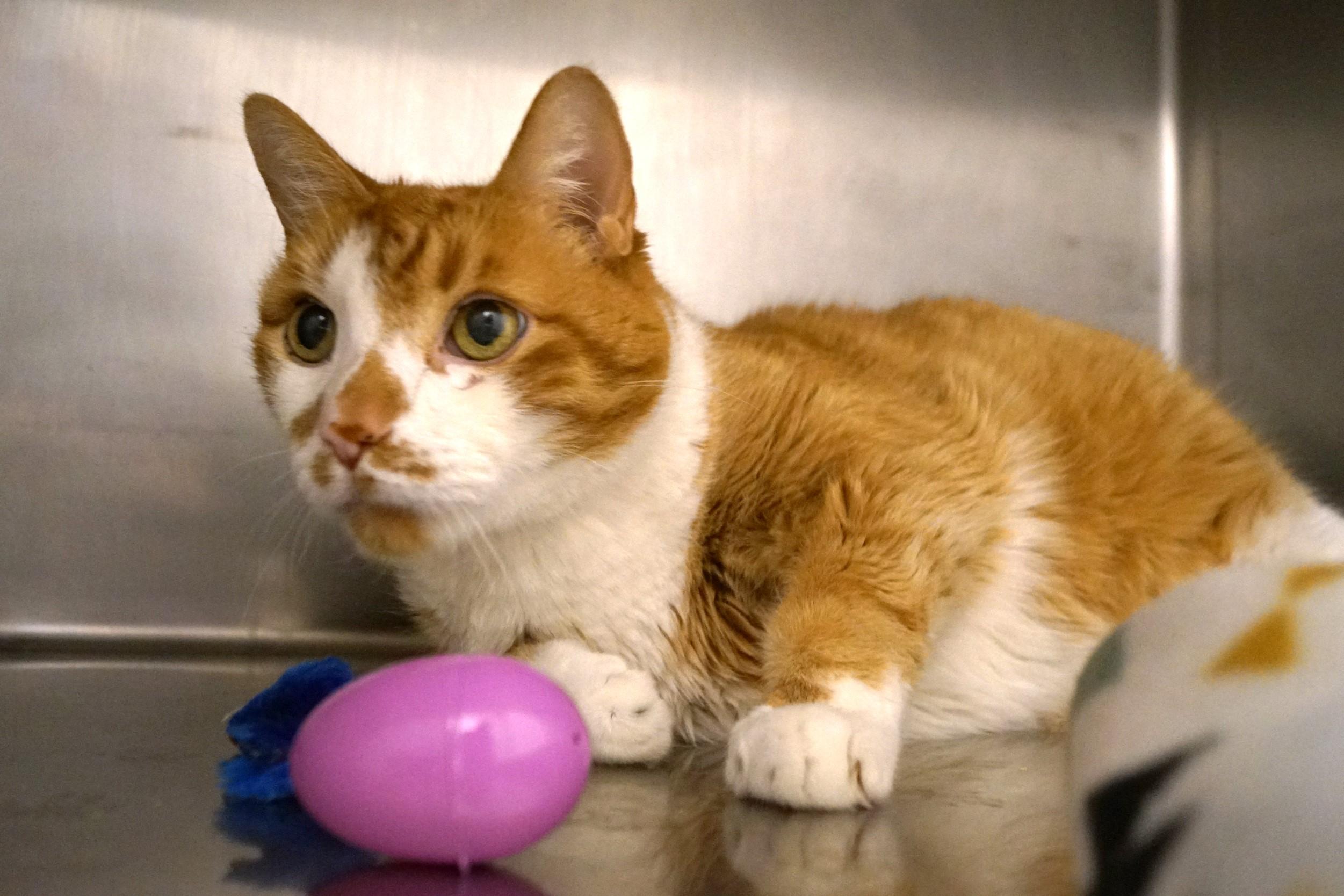 Willie-Newly Diabetic! photo 6