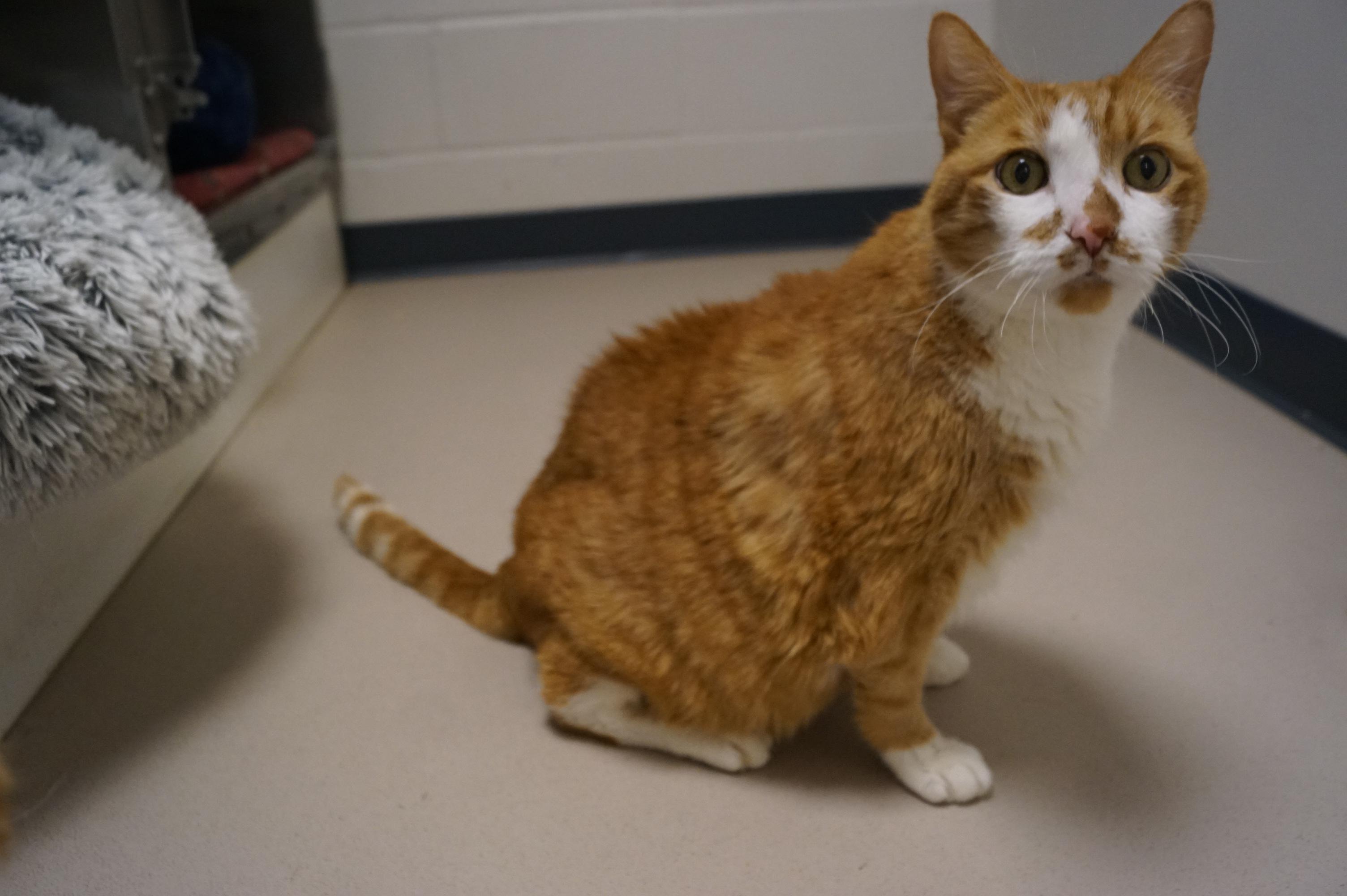 Willie~ Diabetic and bonded with George!