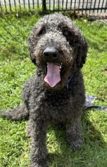 Enlarge Ringo, an adopted Labradoodle in Albany, NY image 4/4