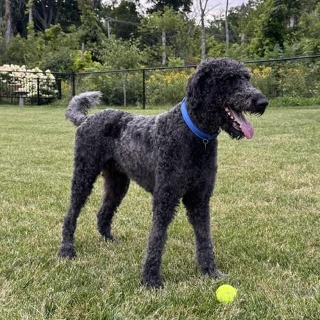 Ringo, adopted, Adult Male Labradoodle.