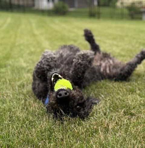 Enlarge Ringo, an adopted Labradoodle in Albany, NY image 3/4