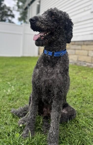 Enlarge Ringo, an adopted Labradoodle in Albany, NY image 2/4