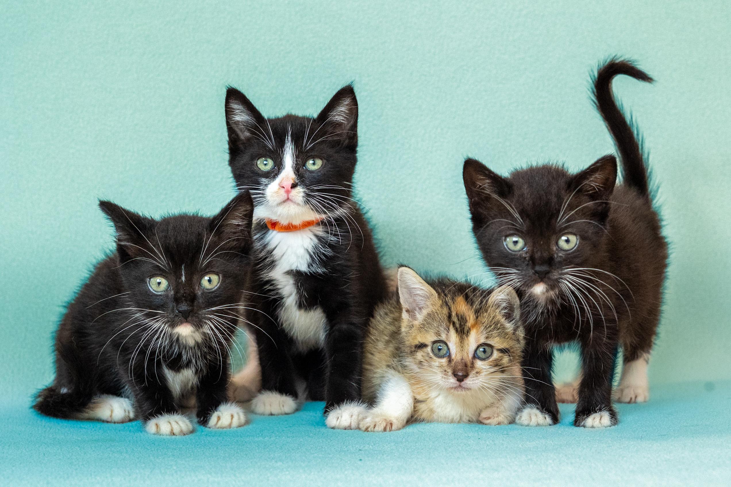 Dobby, Adoptable, Kitten Male Domestic Short Hair.