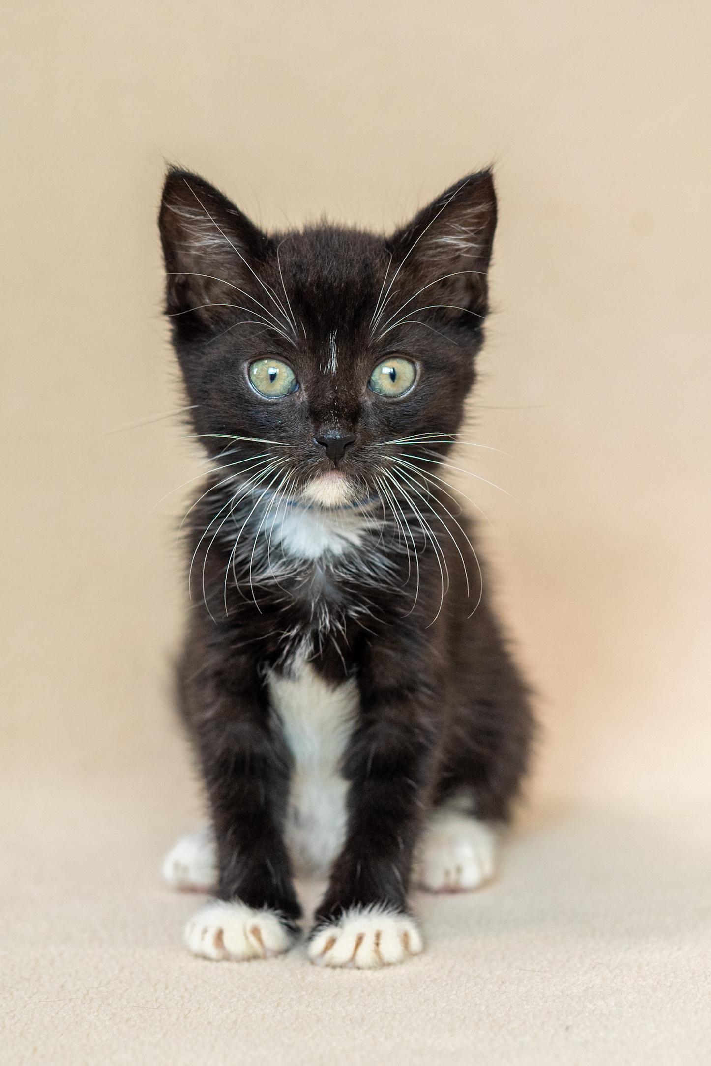 Enlarge Dobby, a Adoptable Domestic Short Hair in North Babylon, NY image 2/6