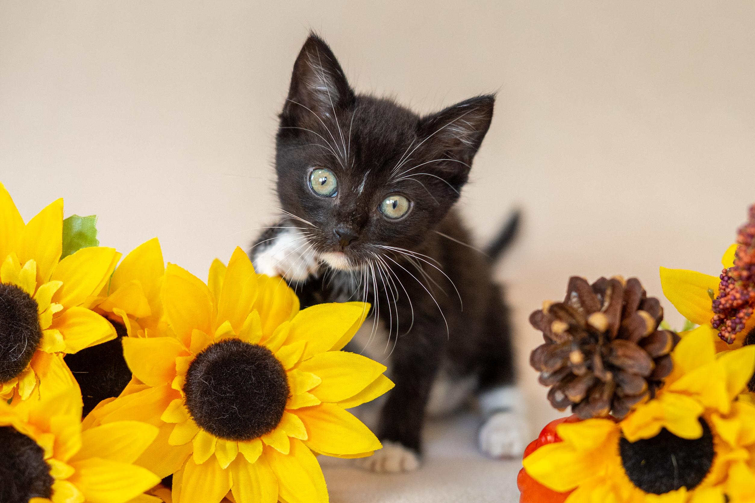Enlarge Dobby, a Adoptable Domestic Short Hair in North Babylon, NY image 3/6