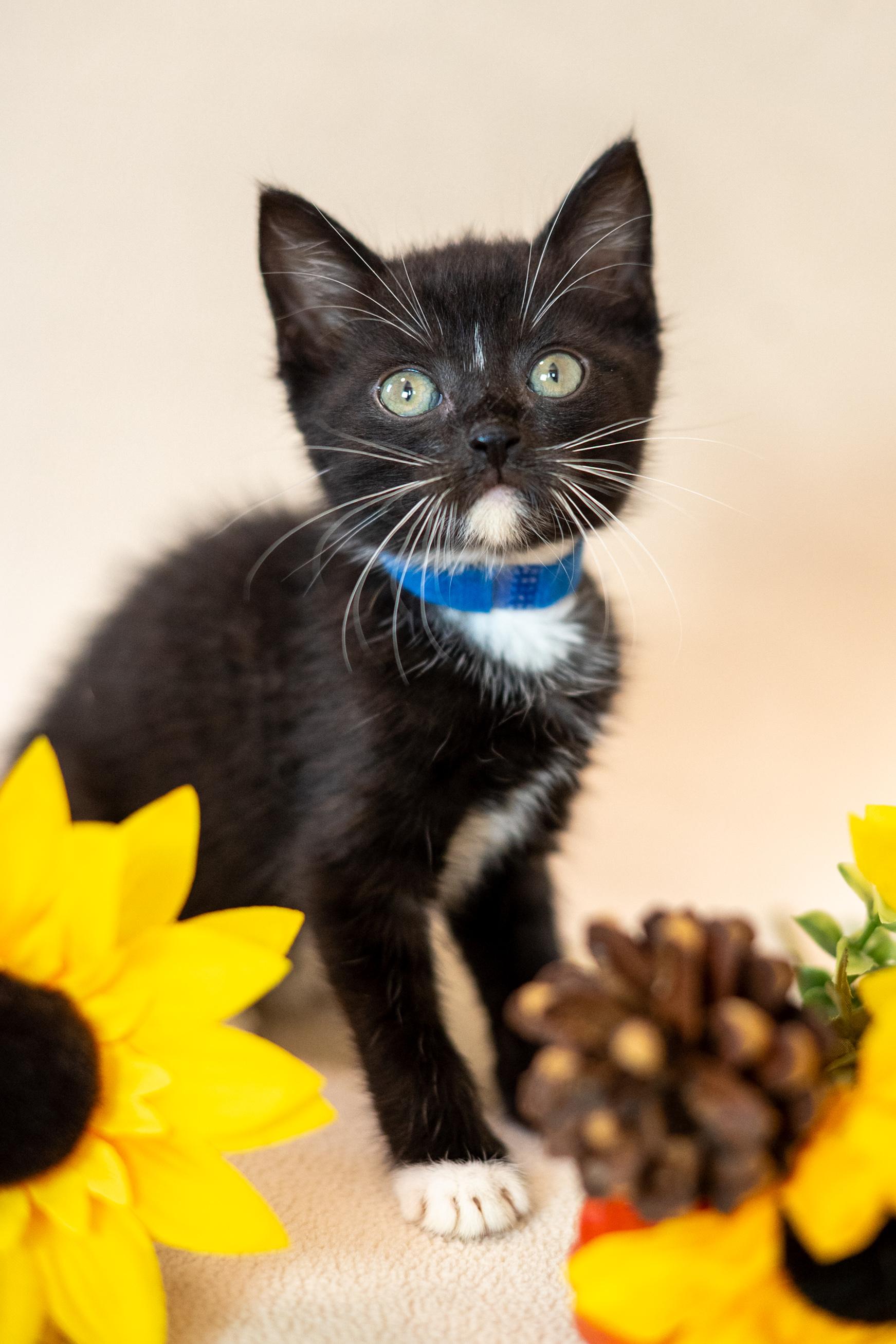 Enlarge Dobby, a Adoptable Domestic Short Hair in North Babylon, NY image 4/6