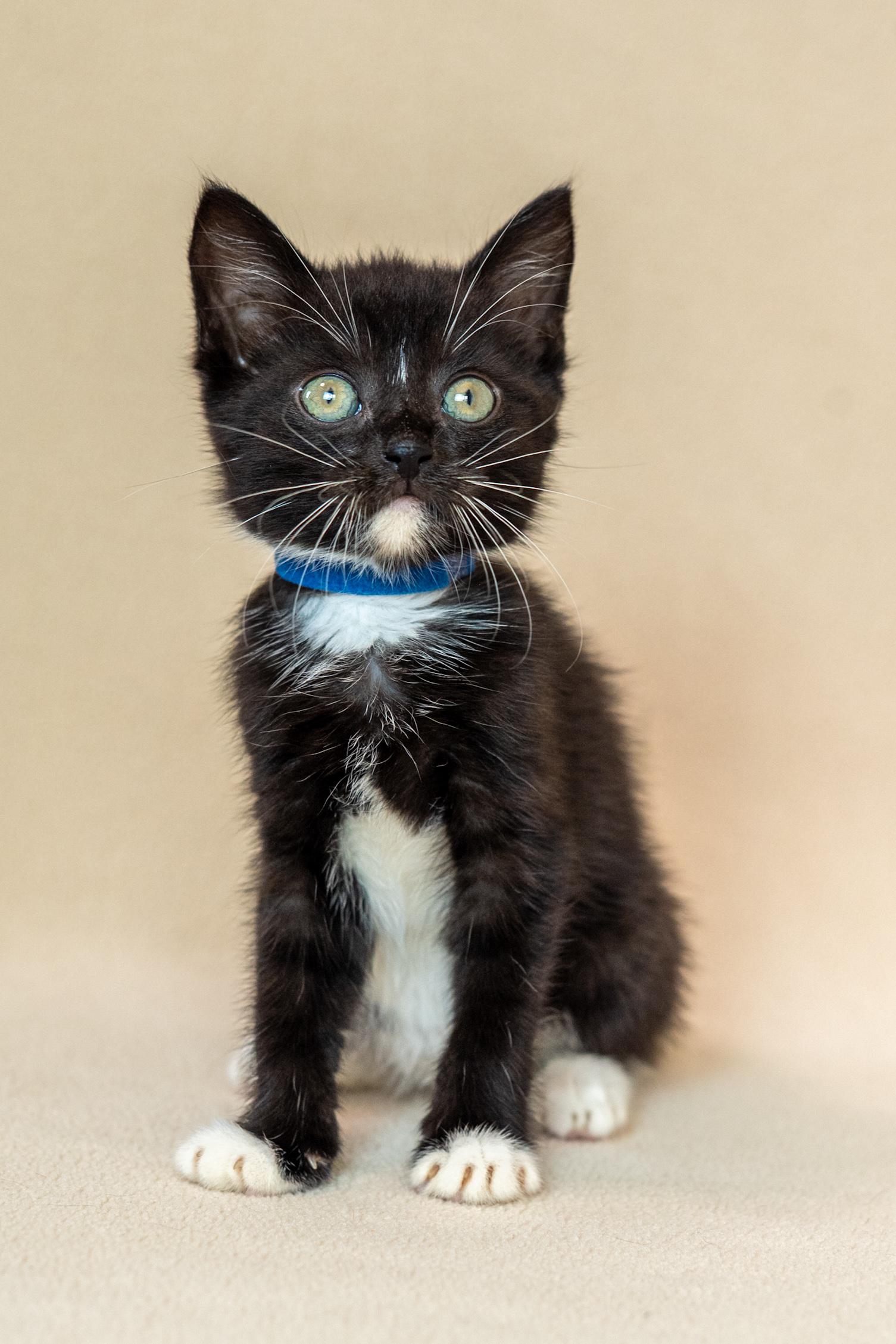 Enlarge Dobby, a Adoptable Domestic Short Hair in North Babylon, NY image 5/6