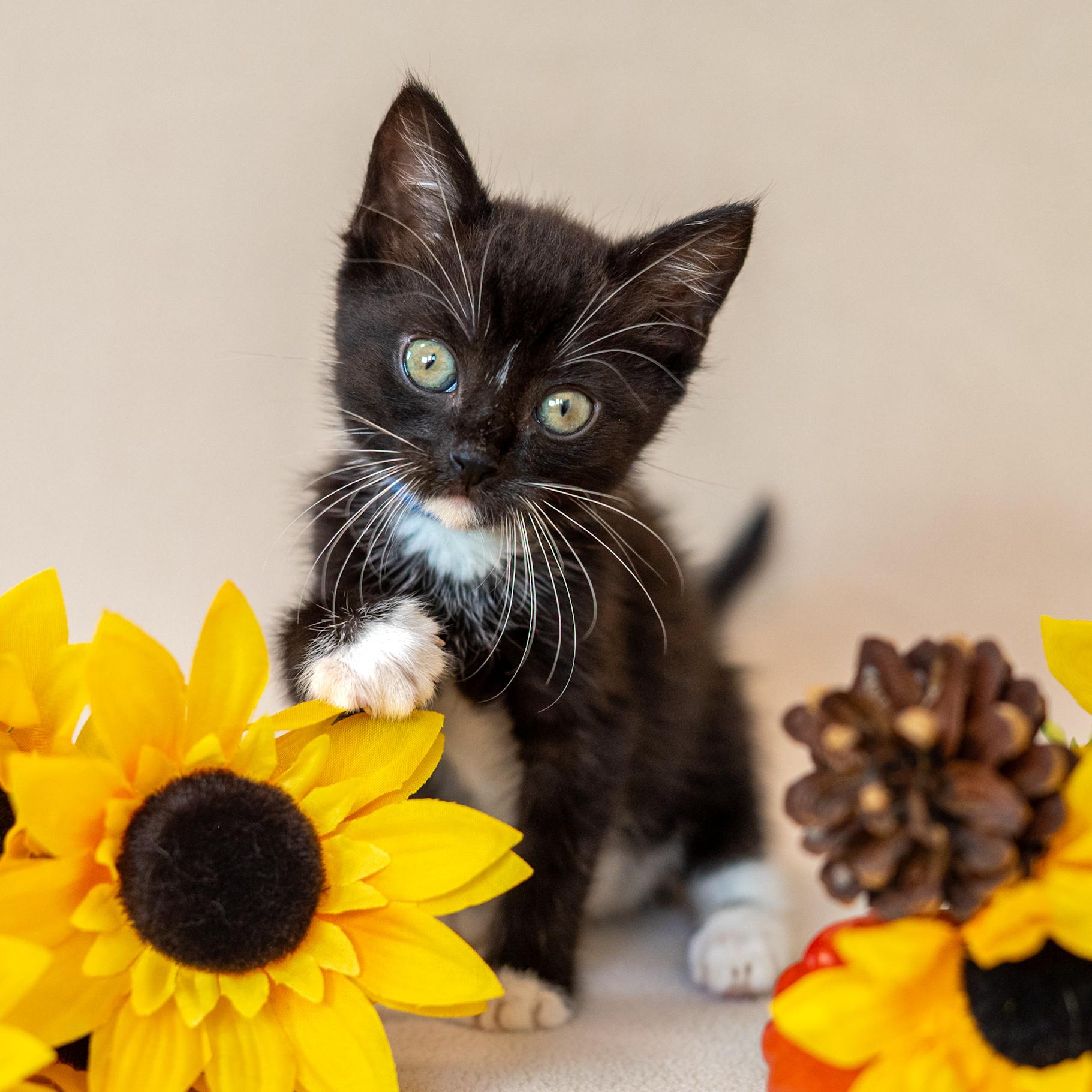 Enlarge Dobby, a Adoptable Domestic Short Hair in North Babylon, NY image 6/6