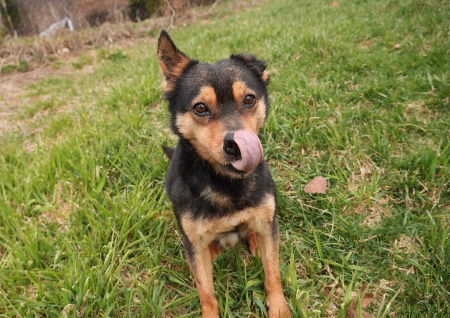 Enlarge Sammy, a ADOPTABLE mixed breed in Naples, ME image 4/6