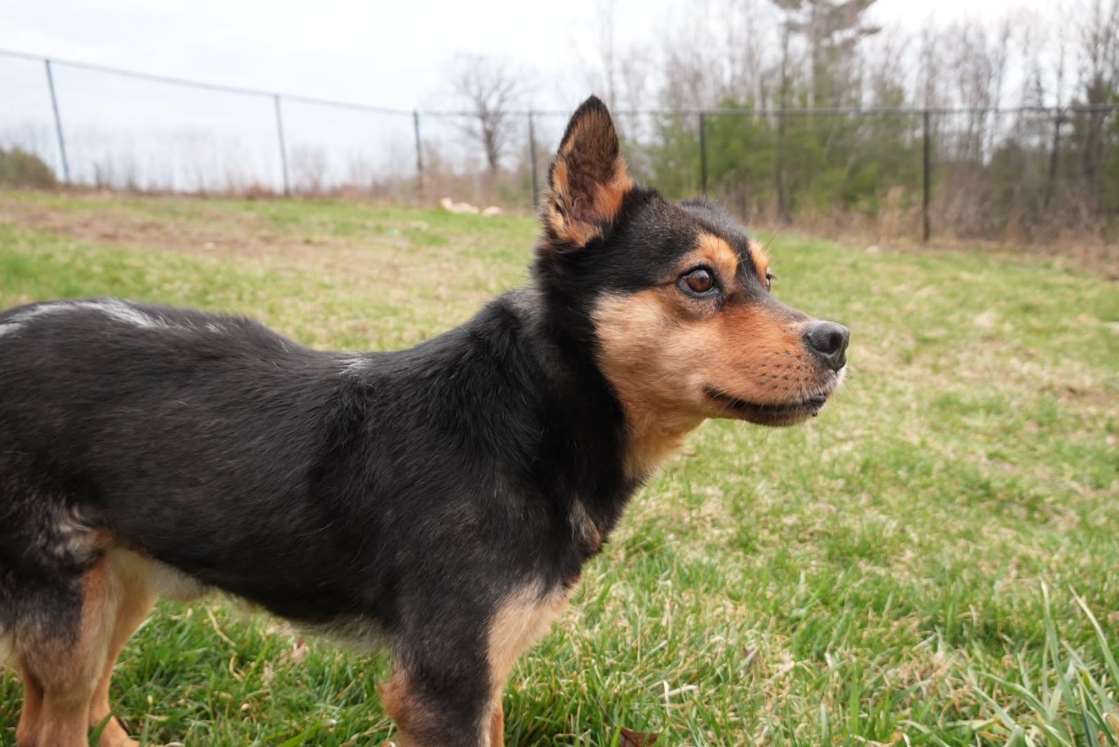 Enlarge Sammy, a ADOPTABLE mixed breed in Naples, ME image 5/6