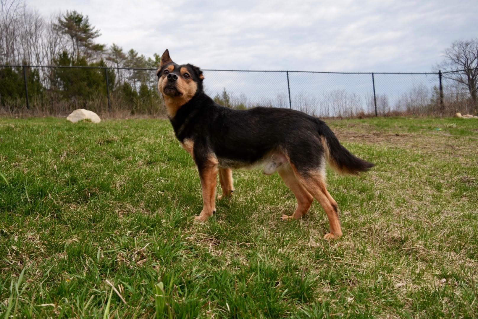 Enlarge Sammy, a ADOPTABLE mixed breed in Naples, ME image 6/6