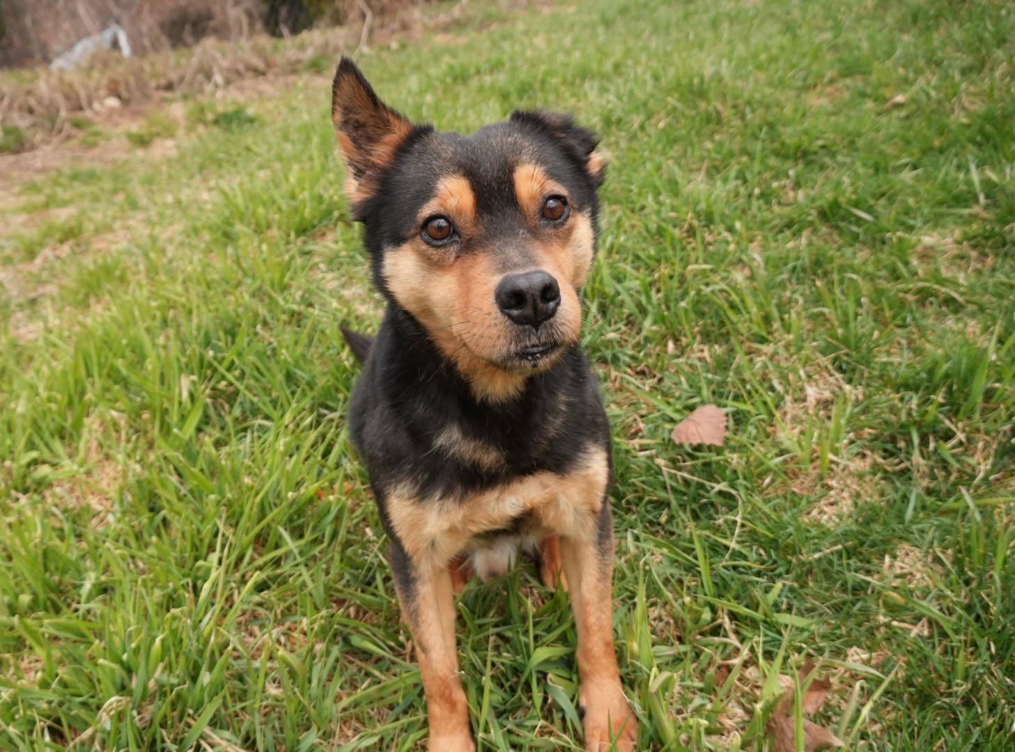 Enlarge Sammy, a ADOPTABLE mixed breed in Naples, ME image 3/6