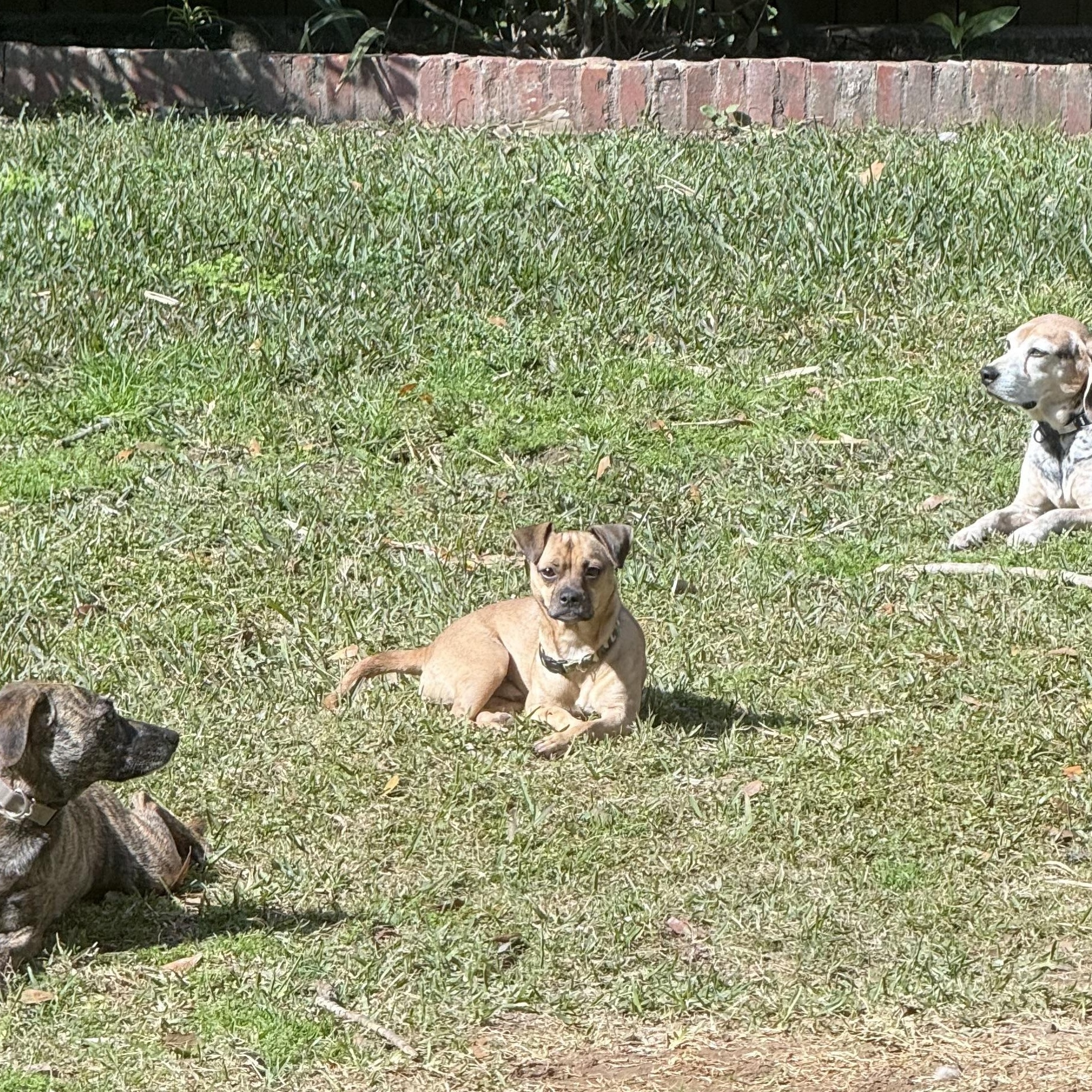 Enlarge Pepe, a ADOPTABLE mixed breed in New Orleans, LA image 3/4