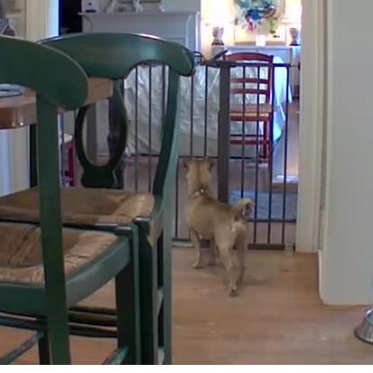 Enlarge Pepe, a ADOPTABLE mixed breed in New Orleans, LA image 4/4